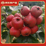 涑淇源鲜山楂果大金星鲜山楂 甜口水果甜山楂 山楂鲜果 甜口甜红子小山楂3斤装