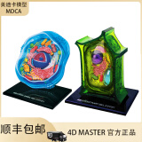 4D MASTER动物细胞解剖模型生物解剖教学细胞模型DIY用具拼装玩具教具可拆卸教学模型 动物细胞