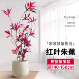 叹为观止大型盆栽金钱榕百合竹金钱树发财树清香木办公室内落地款中型植物 造型红叶1.4-1.5米【聚宝盆】 含盆