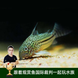 云峰海瑞清洁鱼活体热带鱼观赏鱼水族宠物工具鱼垃圾鱼老鼠鱼鱼缸除藻 茉莉豹鼠3条