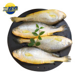 三都港冷冻三去大黄鱼净重1300g/共3条 宁德黄花鱼 生鲜 鱼类 海鲜水产