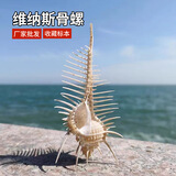 女巫骨螺天然海螺贝壳维纳斯螺壳刺鱼缸造景装饰创意时尚深海摆件 维纳斯骨螺15-16cm品1个