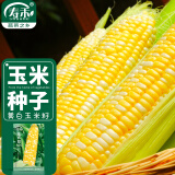 寿禾 黄白水果玉米种子苗双色超甜春季菜种籽 金辉甜505玉米种子100g