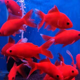 中国红红火火活体冷水鱼观赏鱼好养易活冷水红鹦鹉小型锦鲤金鱼 冷水鱼鹦鹉8-10cm1条