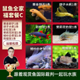 云峰海瑞清洁鱼活体热带鱼观赏鱼水族宠物工具鱼垃圾鱼老鼠鱼鱼缸除藻 鼠鱼全家福套餐C 共6条