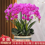 植伴蝴蝶兰盆栽乔迁开业商务庆典鲜花速递同城室内植物花卉上海配送花 好运连连--10株蝴蝶兰盆栽（花盆类似）