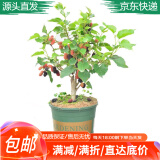 萌肉居桑葚树苗桑枣树苗多年结果庭院盆栽水果树苗桑葚小苗1颗源头直发