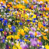 花友秀多年生野花组合种子混合花卉种籽宿根颜色多易种活庭院室外花海】