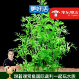 云峰海瑞水草活体懒人草鱼缸造景活体水草套餐鱼缸水草有茎类中后景真水草 【好养易活】水芹（5只一组）