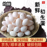 均鲜新鲜初生鸽子蛋宝宝鸽蛋杂粮喂养农家田园养殖特产信鸽蛋白鸽蛋 20枚 300g 左右宝宝鸽蛋初生蛋
