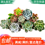 花琴多肉植物盆栽组合室内外桌面l花卉盆栽陶瓷盲盒盆3多肉土源头直发