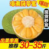 鲜贡园海南黄肉菠萝蜜30-35斤一整个新鲜当季热带木波罗蜜生鲜水果