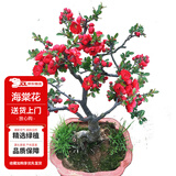 花翁海棠花盆栽树苗重瓣长寿冠盆景老桩庭院阳台绿植室内花卉源头直发