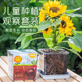沪上花匠儿童种植小盆栽幼儿园观察植物种子凤仙花种籽子小学生向日葵种孑 【矮向日葵】高透明观察窗套装+（送20页观察记录本