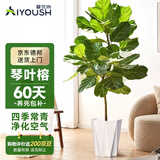 爱优尚琴叶榕客厅大型绿植大叶落地盆栽植物花卉吸甲醛四季常青源头直发