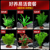疯狂水草鱼缸真水草植物净化水质鱼缸装饰造景全套30-40cm缸源头直发包邮a