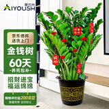 爱优尚金钱树盆栽客厅室内大型绿植办公室盆景摇钱串子乔迁开业源头直发