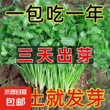 四季蔬菜种子大全菠菜香菜生菜油麦菜苋菜鸡毛菜芹菜矮脚黄蔬菜籽 大叶香菜种子1包约500粒