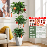 植季幸福树盆栽植物办公室内好养盆景净化空气吸甲醛大型绿植客厅摆放 三层幸福树1.5-1.7m小棱形树脂盆