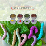 沃绣【当天发货】蚕宝宝活体套装彩色蚕卵学生科普养蚕太空舱新鲜桑叶 彩色蚕宝宝饲料4色小盒装