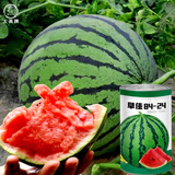 大禹懒汉西瓜种子苗特大适合南方早熟懒人8424麒麟瓜美都无籽水果蔬菜 早佳8424西瓜种子 50g/桶装