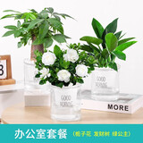 花翁栀子花盆栽四季开花卉大全树苗室内绿植好养易活金钻源头直发