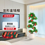 叹为观止大型盆栽金钱榕百合竹金钱树发财树清香木办公室内落地款中型植物 【招财旺宅】龙形金钱榕0.9-1米 含盆