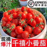 顺丰正宗电白千禧小番茄3/5斤 圣女果樱桃小番茄西红柿超甜整箱m9 5斤