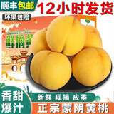正宗蒙阴黄桃【顺丰】红心黄肉黄毛桃黄金蜜桃当季水果爆汁 5斤 A+级大果｜香甜爆汁