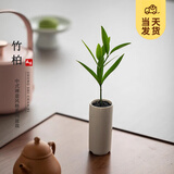 开时果 竹柏小盆景中式创意竹子盆栽 办公室好养桌面植物源头直发包邮 竹柏（白圆筒瓷盆+黑石）