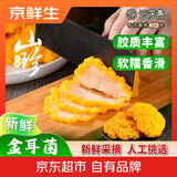 京鲜生云南特产鲜菌菇【新鲜金耳】净重1斤刺身煲汤火锅食材源头直发