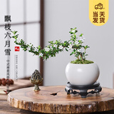 开时果 金边六月雪盆栽悬崖飘枝造型 中式禅意桌面绿植盆景源头直发包邮 【热销款】白玉陶瓷盆+苔藓+底托