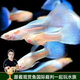 云峰海瑞 水族箱小型热带鱼观赏鱼活体红绿灯鱼淡水水族电光鱼美人天使鱼 天空蓝2对+1对（抵损耗）