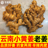 正宗云南罗平新鲜小黄姜老姜生姜月子入药泡脚煲汤姜枣膏炒菜调料 2年老小黄姜3斤【煲汤提香】