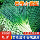 【随种随吃】调料菜种子组合春季四季易种耐热阳台盆栽通种蔬菜 四季小香葱1包约1000粒 一包约1000粒