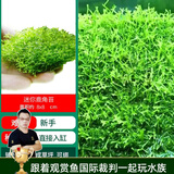 云峰海瑞 鱼缸水草前景莫丝莫斯水草水族箱造景套餐水草活体草缸造景装饰 迷你鹿角苔8*8网片定植