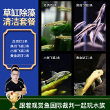 云峰海瑞黑壳虾清洁虾观赏虾 鱼缸水族箱水草缸清洁除藻淡水 草缸疯狂除藻套餐 共10条