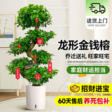 爱优尚金钱榕招财摇钱树盆栽办公室客厅室内大绿植盆景乔迁开业源头直发