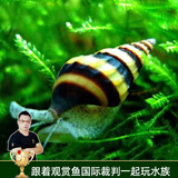 云峰海瑞 观赏螺水族活体缸壁除藻螺鱼缸除藻清淤活化床底 杀手5只（螺爆缸选我）