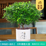 开时果 正宗胡椒木盆栽清香型 桌面植物苗防驱蚊草绿植盆景源头直发包邮 【6年大苗】挣钱的瓷盆+肥料