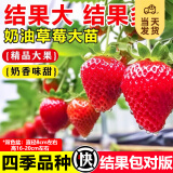 开时果 四季草莓苗奶油红颜草莓秧 阳台种植当年结果新苗带土果苗盆栽 【活动款】奶油（3盆）+双色盆 草莓基地-原土原盆直发