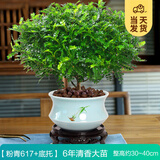 开时果 正宗清香胡椒木盆栽老桩树苗 室内桌面植物苗防驱蚊草小绿植盆景 【6年大苗】清香胡椒木+粉青617瓷盆+底托
