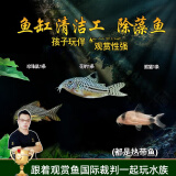美人雾 鼠鱼工具鱼垃圾鱼观赏鱼清缸除藻工具鱼 底栖鱼类水族宠物 （鱼友都爱的小鼠鱼） 稀有品种