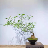 小叶簕竹室内勒竹盆栽竹子盆景绿植四季长青好养名贵竹子老桩竹根 12-15公分（3年）小桩 包成活不含盆