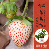 寿禾草莓苗带土发货大苗寿光大型苗场四季带盆栽好蔬菜苗批发种子秧苗 【口感更好】小白草莓苗 3盆+肥