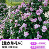 行湘爬藤月季花卉绿植盆栽花园地栽 薰衣草花环20cm左右2棵 源头直发