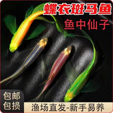卡奇鱼 斑马鱼 淡水鱼 观赏鱼 小型观赏鱼 热带鱼 蝶翼斑马荧光好养易活 练手蝶翼斑马7条（3-4cm）随机色