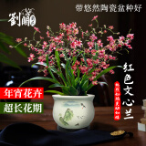 劉閣蘭花5色可选 水培梦香兰花苗带盆发货香水文心兰奶油味室内花卉盆栽草 红色文心兰4苗年底开花带悠然陶瓷盆