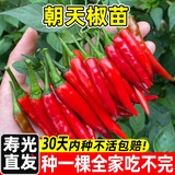 原起点辣椒苗朝天椒秧苗杭椒螺丝椒线椒牛角尖二荆条四季阳台蔬菜苗种子 【1棵装】朝天椒苗