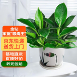 双盟金钻绿公主办公室绿植盆栽花卉吸毒王吸甲醛三棵瓷盆源头直发